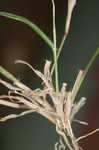 Indian lovegrass 